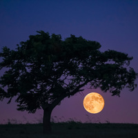 Super Moon and Tree Photo by Trayson Conner 